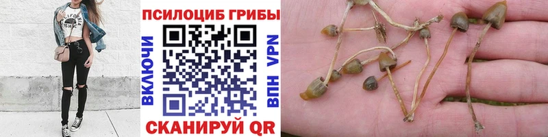 Псилоцибиновые грибы GOLDEN TEACHER  Ишимбай 